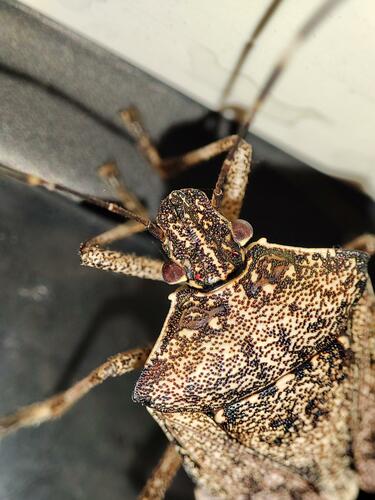 Shieldbug macro